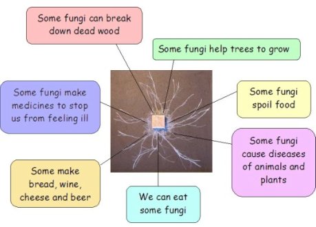 What fungi do for us